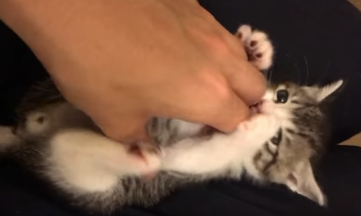 何でそんなにかわいいの!?くすぐられる子猫