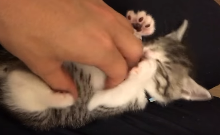 何でそんなにかわいいの!?くすぐられる子猫