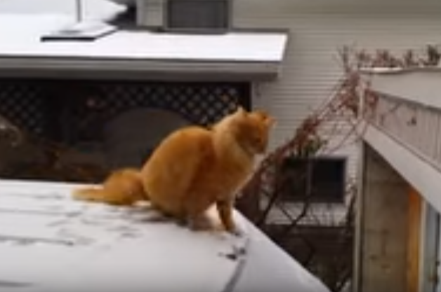 足元つるつる・・猫がジャンプした先は!?