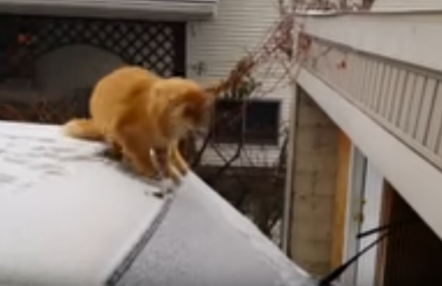 足元つるつる・・猫がジャンプした先は!?