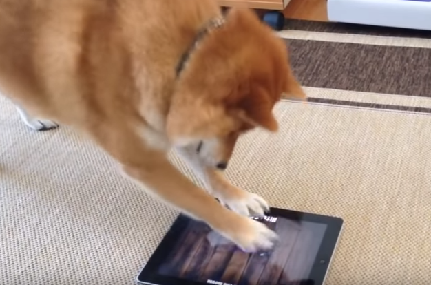 犬までタブレットを使う時代!現代っ子な柴犬
