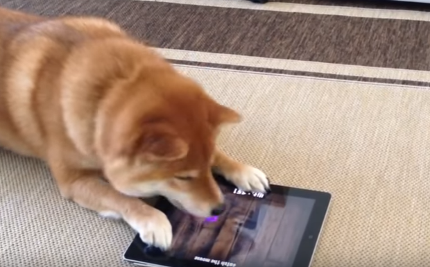 犬までタブレットを使う時代!現代っ子な柴犬