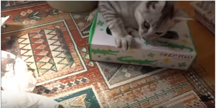 野良から家猫へ、毎日が幸せで楽しそうな子猫
