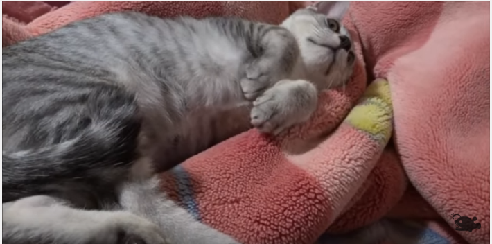 野良から家猫へ、毎日が幸せで楽しそうな子猫