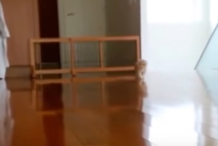 だるまさんが転んだ!?忍び寄る猫