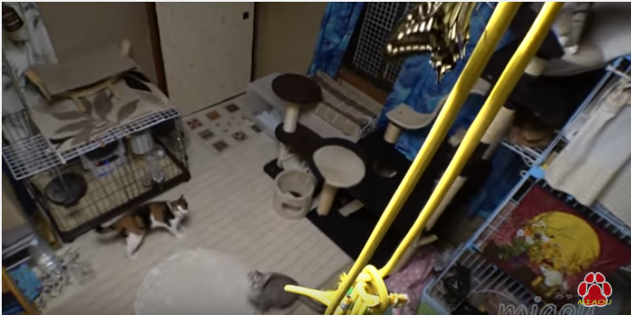猫部屋に迷い込んだ1匹の蝶に、猫たち大騒動
