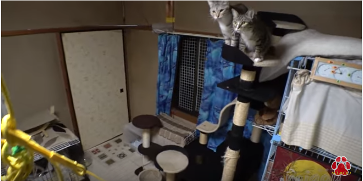 猫部屋に迷い込んだ1匹の蝶に、猫たち大騒動