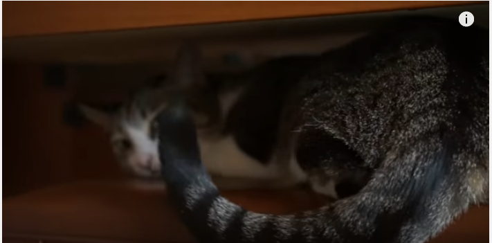 頭上で何かが・・・取り憑かれた様に耐える猫