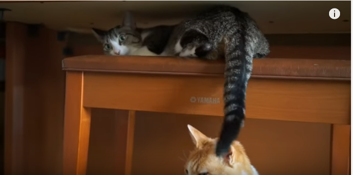 頭上で何かが・・・取り憑かれた様に耐える猫