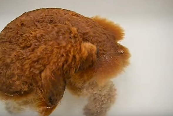 あれ?それってまさか・・お風呂で○○○する犬