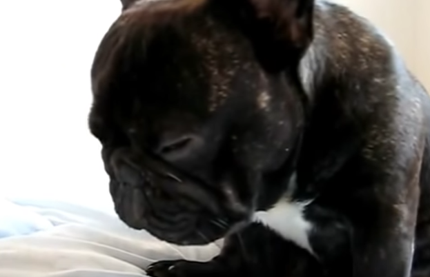 寝てるの?起きてるの?夢と現実をさまよう犬
