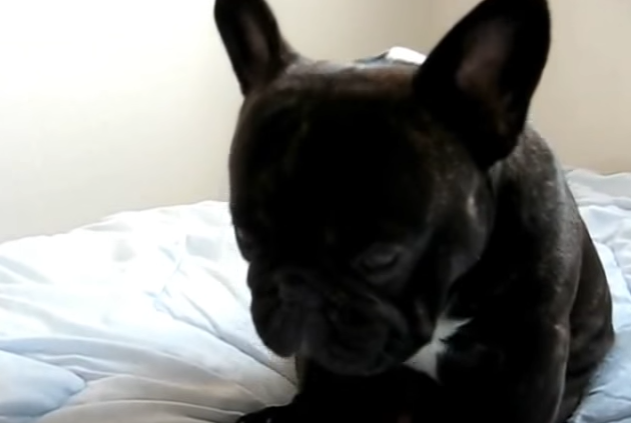 寝てるの?起きてるの?夢と現実をさまよう犬