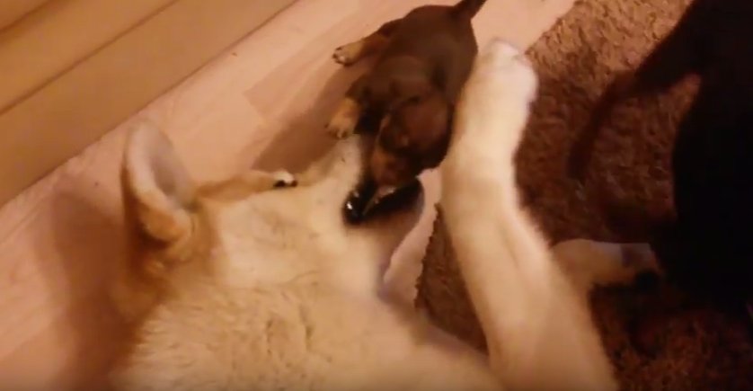 かわいい子犬にメロメロな秋田犬