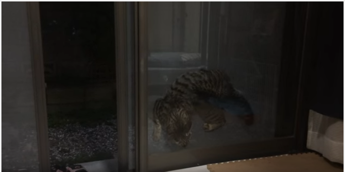 まるでコントの様なドジ猫、何故そこで挟まる?