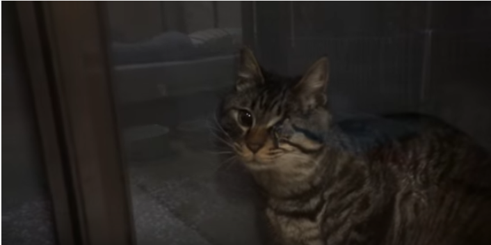 まるでコントの様なドジ猫、何故そこで挟まる?
