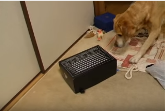 動く箱に、動じず近づく犬。中からは・・・?
