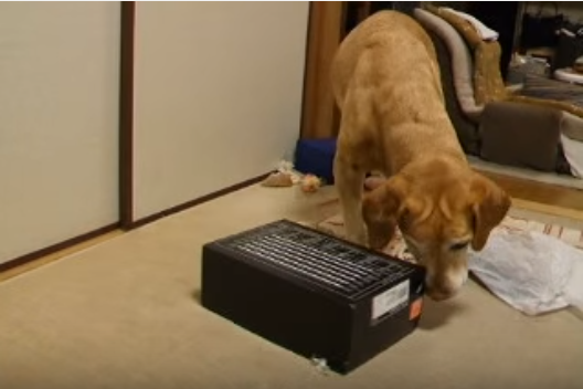 動く箱に、動じず近づく犬。中からは・・・?
