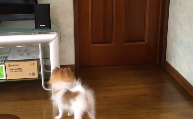 行かないで~!!置いて行かれて慌てる犬