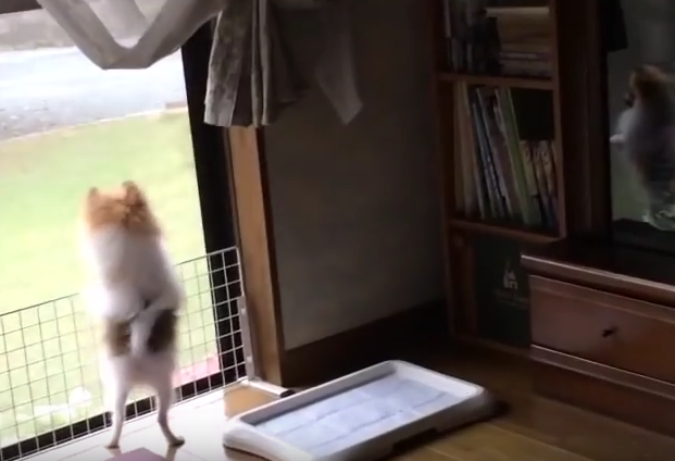 行かないで~!!置いて行かれて慌てる犬