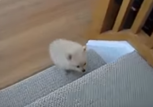 小さくても頑張る!階段を上ろうとする子犬