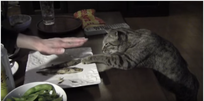 シシャモへの静かな静かな闘志