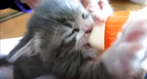 子猫のミルク、飲み終えた後がとっても可愛い!
