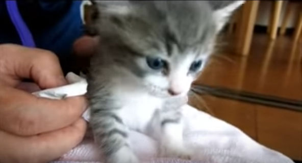 子猫のミルク、飲み終えた後がとっても可愛い!