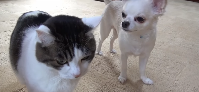 仲良し猫の外出を邪魔するチワワ