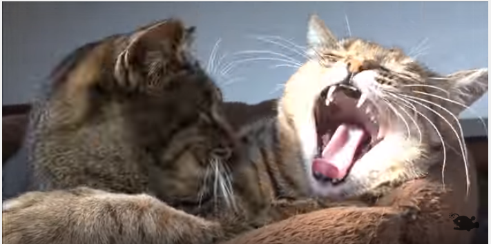手作り猫アイテムに、外猫親子も暖かいニャー