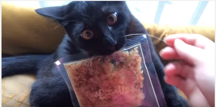 鰹節を咥えた黒猫、取り上げられ怒り心頭!