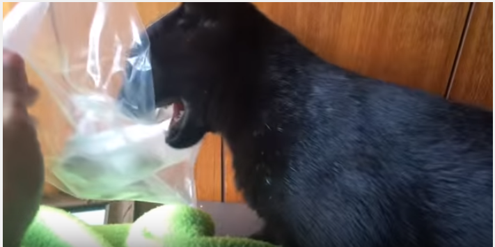 鰹節を咥えた黒猫、取り上げられ怒り心頭!