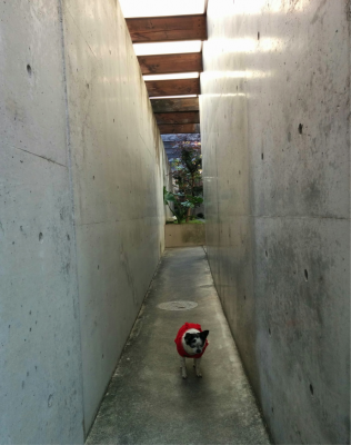 【芦屋川駅・芦屋駅】「G cafe(ジーカフェ)」セレブ犬御用達カフェ、ペット可【兵庫県芦屋市】