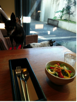 【芦屋川駅・芦屋駅】「G cafe(ジーカフェ)」セレブ犬御用達カフェ、ペット可【兵庫県芦屋市】