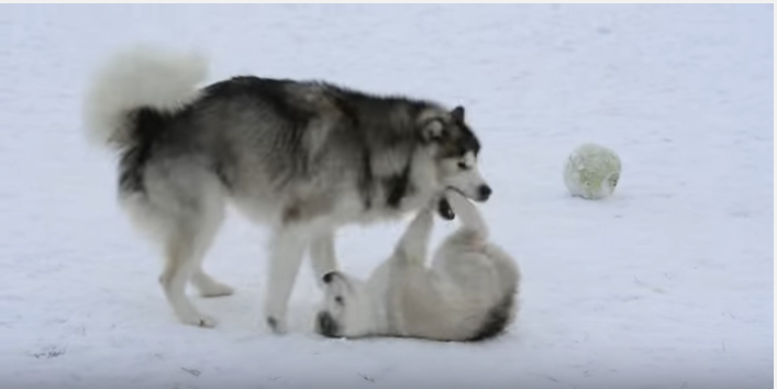 うちの子に手を出さないで!雪の中駆け寄る母犬