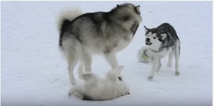 うちの子に手を出さないで!雪の中駆け寄る母犬