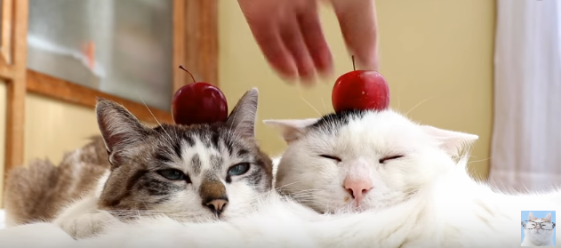 のせ猫X2
