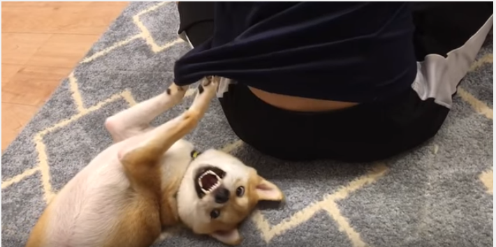 遊んでくれー!柴犬渾身の必殺技に参った!