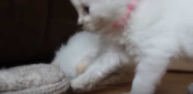 ウトウトする子猫
