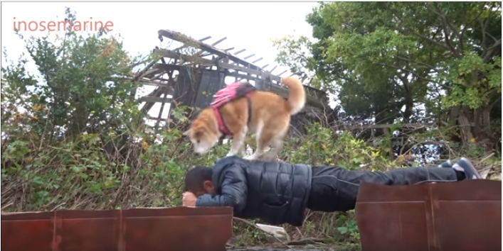 柴犬と飼い主さん、カルタコントに挑戦