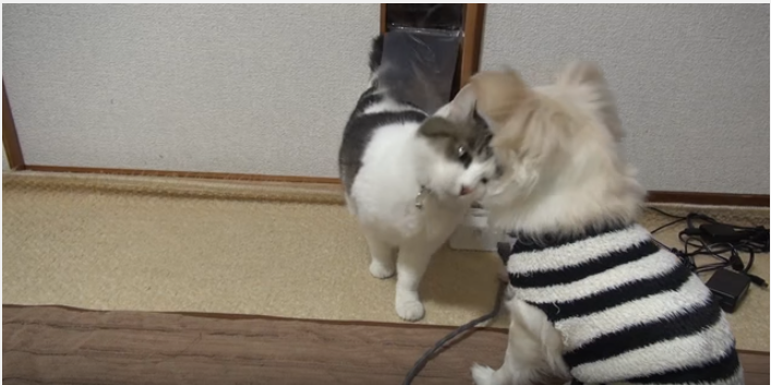 チワワ、初めての猫から頭コツンに固まる