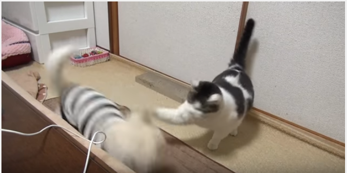 チワワ、初めての猫から頭コツンに固まる
