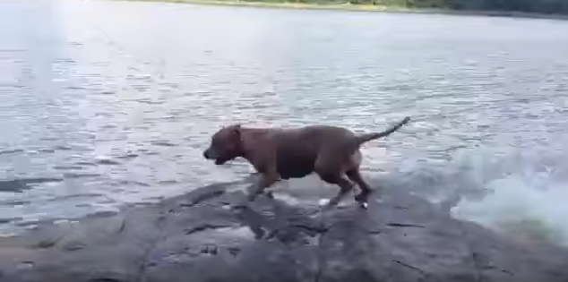 救助犬!?