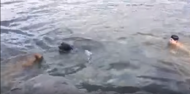 救助犬!?