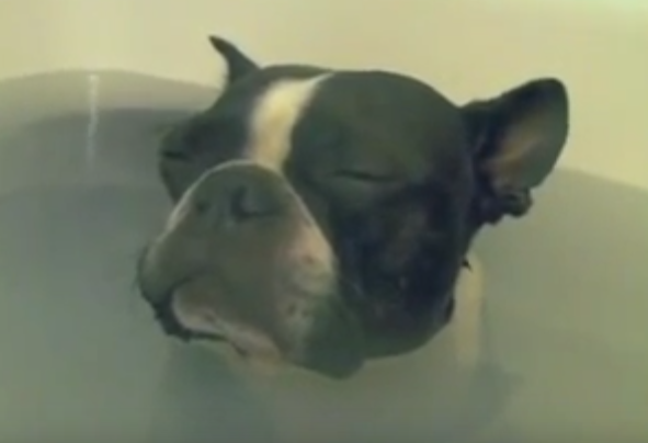 いい湯だな~。絶妙な表情でお風呂に浸かる犬
