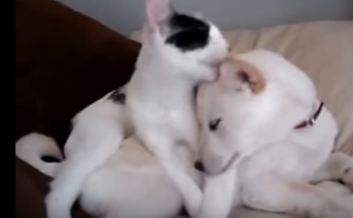 犬と猫の毛繕い