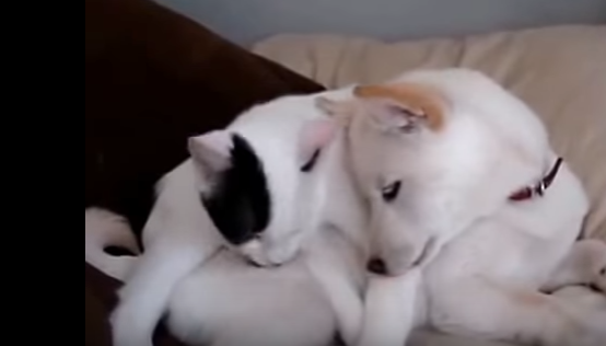 犬と猫の毛繕い