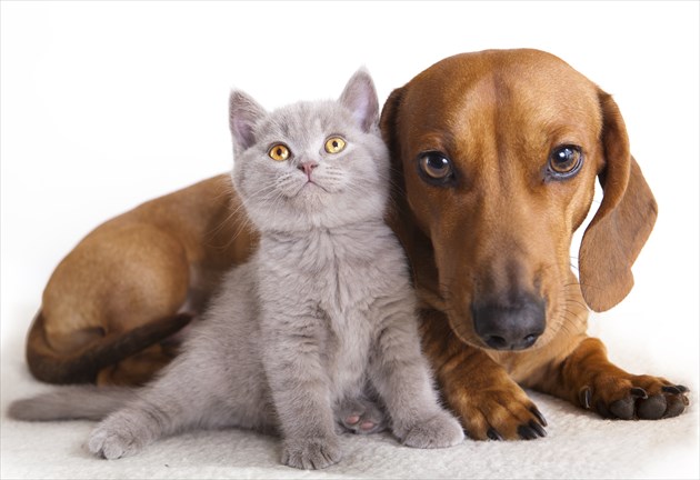 shutterstock_71611402_R
