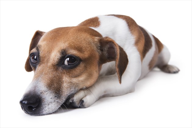 shutterstock_160834421_R