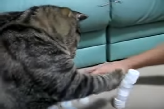 キャップを積み上げる飼い主vs猫