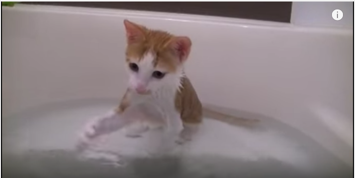 お風呂に落ちる子猫、アシスト付き猫かき